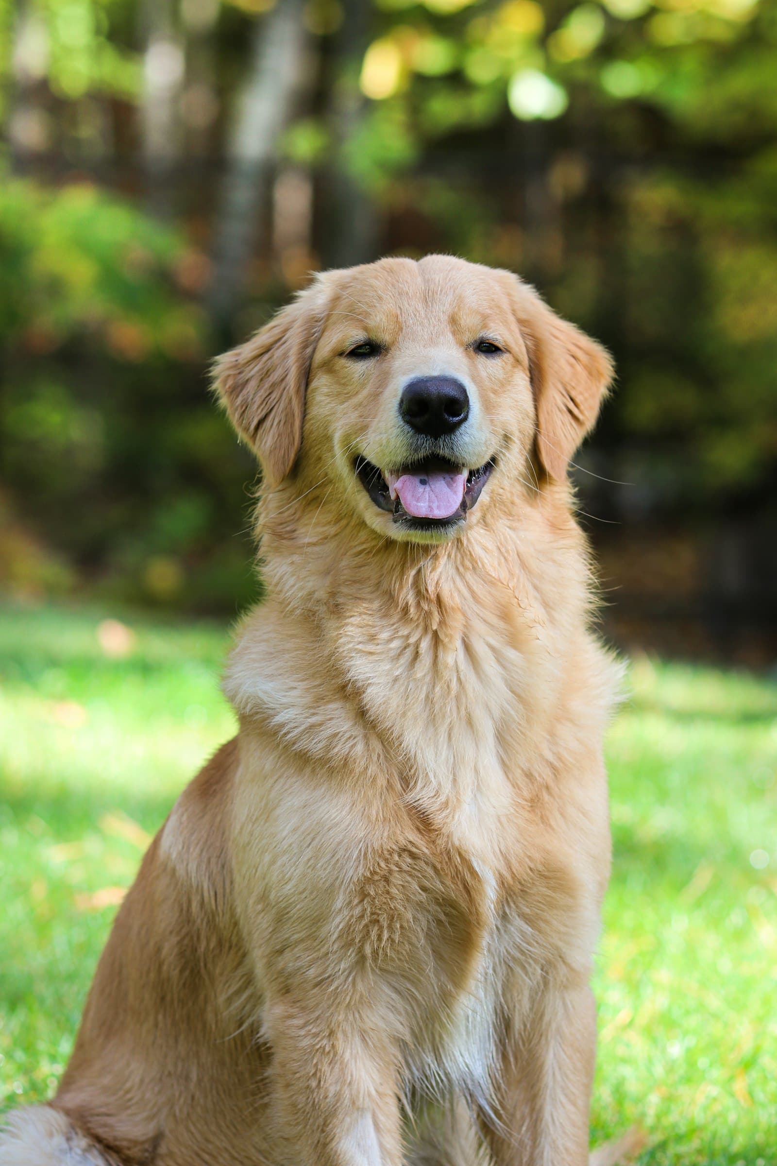 Golden retriever hos Solbacken Kennel